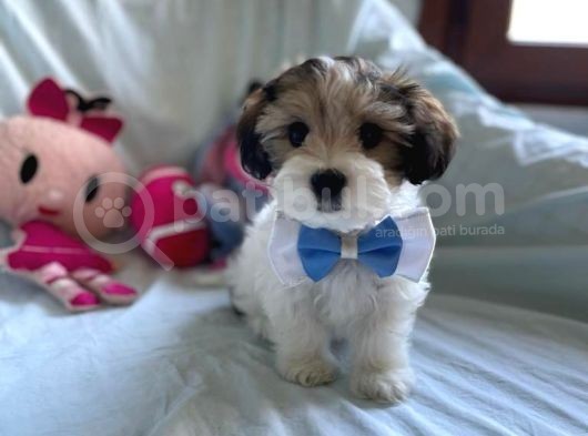 Yakışıklı Morkie görsel