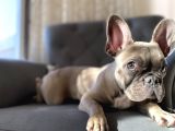 Fawn Blue French Bulldog