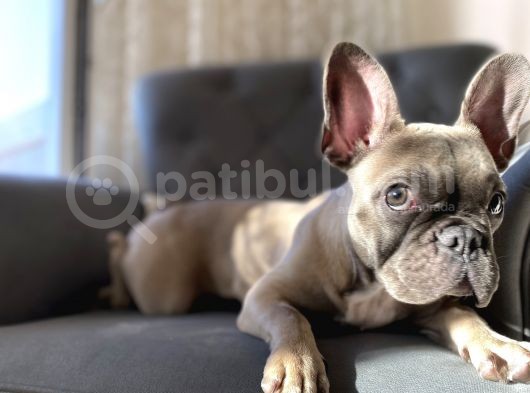 Fawn Blue French Bulldog