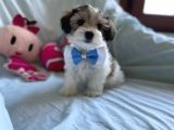 Yakışıklı Morkie