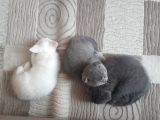 Bi̇rbi̇ri̇nden Tatlı 4 Yavru