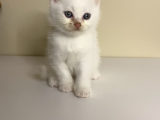 British Shorthair 2 Aylık Yavrular
