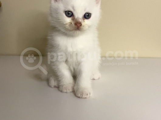British Shorthair 2 Aylık Yavrular görsel