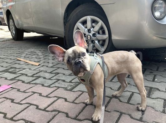 Fawn Blue French Bulldog görsel