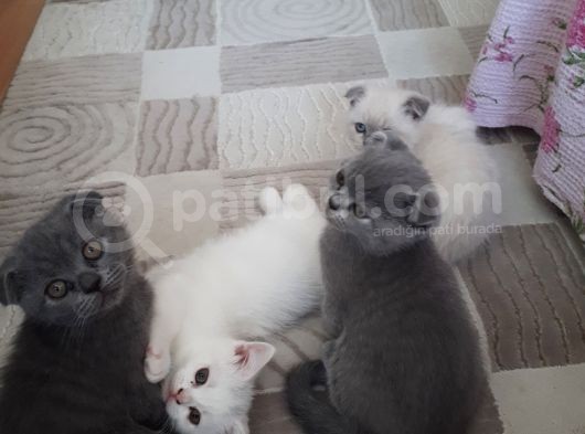 Bi̇rbi̇ri̇nden Tatlı 4 Yavru