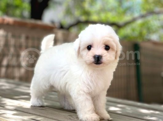 Sevimli Maltese Terrier görsel