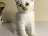 British Shorthair 2 Aylık Yavrular