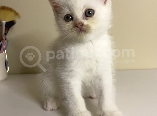 British Shorthair 2 Aylık Yavrular görsel