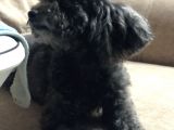 Yetişkin 3 Yaşında Dişi Kilo 2.400 Toy Poodle