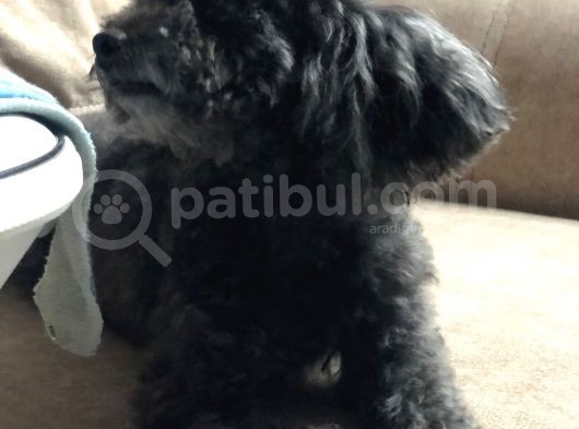 Yetişkin 3 Yaşında Dişi Kilo 2.400 Toy Poodle görsel