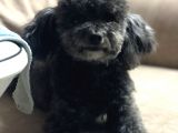 Yetişkin 3 Yaşında Dişi Kilo 2.400 Toy Poodle
