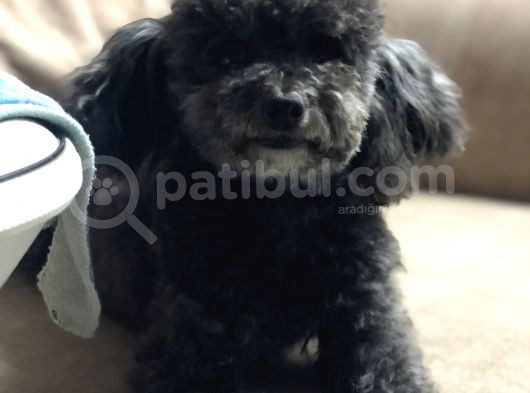 Yetişkin 3 Yaşında Dişi Kilo 2.400 Toy Poodle