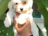 Beyaz Mini Terrier Yavrular