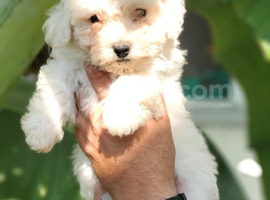 Beyaz Mini Terrier Yavrular
