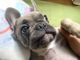 Fawn Blue French Bulldog