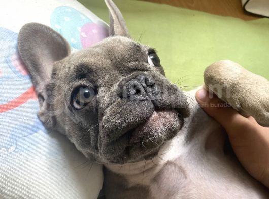 Fawn Blue French Bulldog görsel