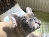 Fawn Blue French Bulldog