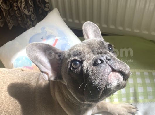 Fawn Blue French Bulldog görsel