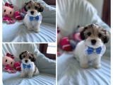 Yakışıklı Morkie