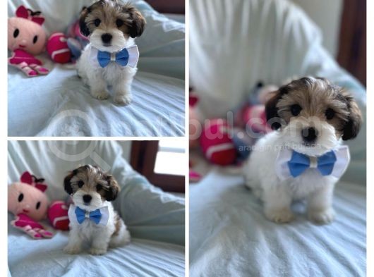 Yakışıklı Morkie