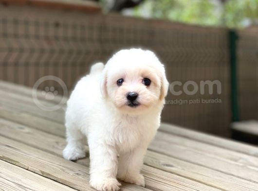 Sevimli Maltese Terrier görsel