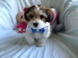 Yakışıklı Morkie