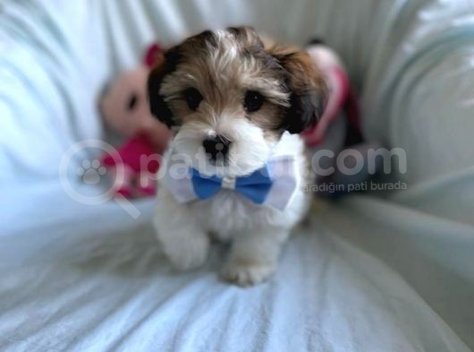 Yakışıklı Morkie görsel