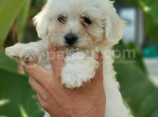 Beyaz Mini Terrier Yavrular görsel