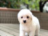Sevimli Maltese Terrier
