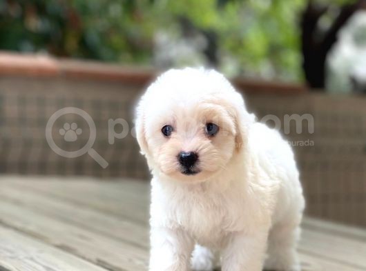 Sevimli Maltese Terrier