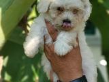 Beyaz Mini Terrier Yavrular