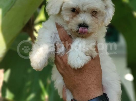 Beyaz Mini Terrier Yavrular görsel