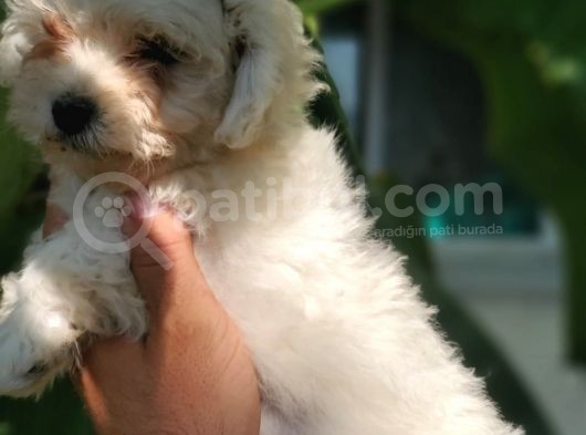 Beyaz Mini Terrier Yavrular görsel