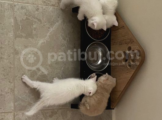 British Shorthair 2 Aylık Yavrular görsel