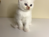 British Shorthair 2 Aylık Yavrular
