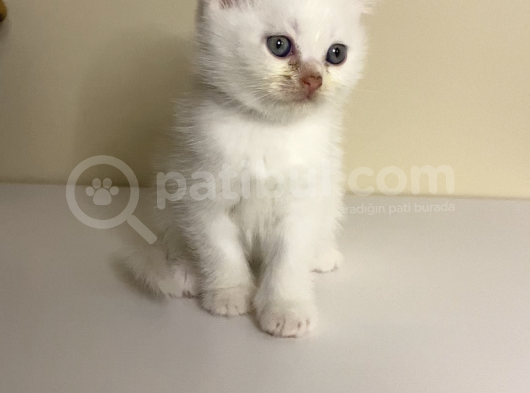 British Shorthair 2 Aylık Yavrular görsel