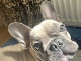 Fawn Blue French Bulldog