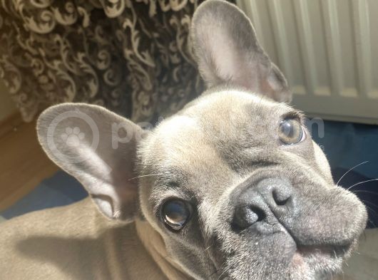 Fawn Blue French Bulldog görsel