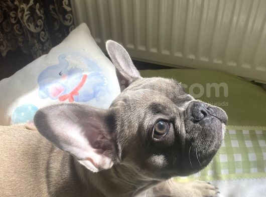 Fawn Blue French Bulldog görsel