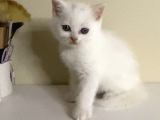 British Shorthair 2 Aylık Yavrular
