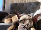 Fawn Blue French Bulldog