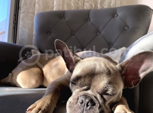 Fawn Blue French Bulldog görsel