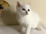 British Shorthair 2 Aylık Yavrular