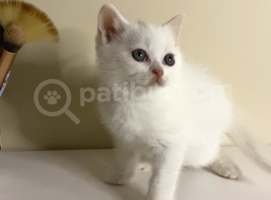British Shorthair 2 Aylık Yavrular görsel