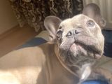 Fawn Blue French Bulldog