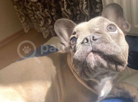 Fawn Blue French Bulldog görsel