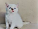 Blue Point Erkek
