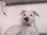 Dogo Arjantino (Mia)