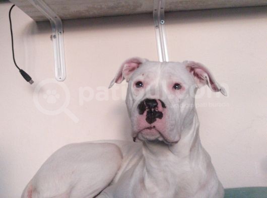 Dogo Arjantino (Mia) görsel