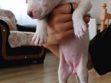 Pitbul 2 Aylık